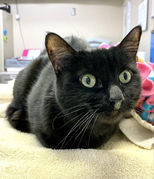 BRUNHILDE - Domestic Short Hair available for adoption