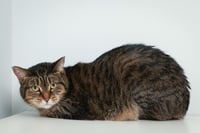 Patience - Photo 1