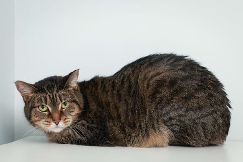 PATIENCE - Domestic Short Hair available for adoption