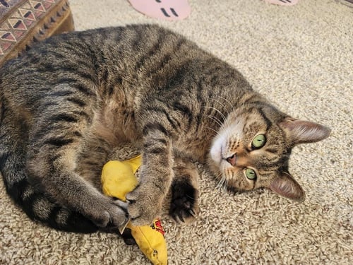 PATIENCE - Domestic Short Hair available for adoption