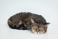 Patience - Photo 4
