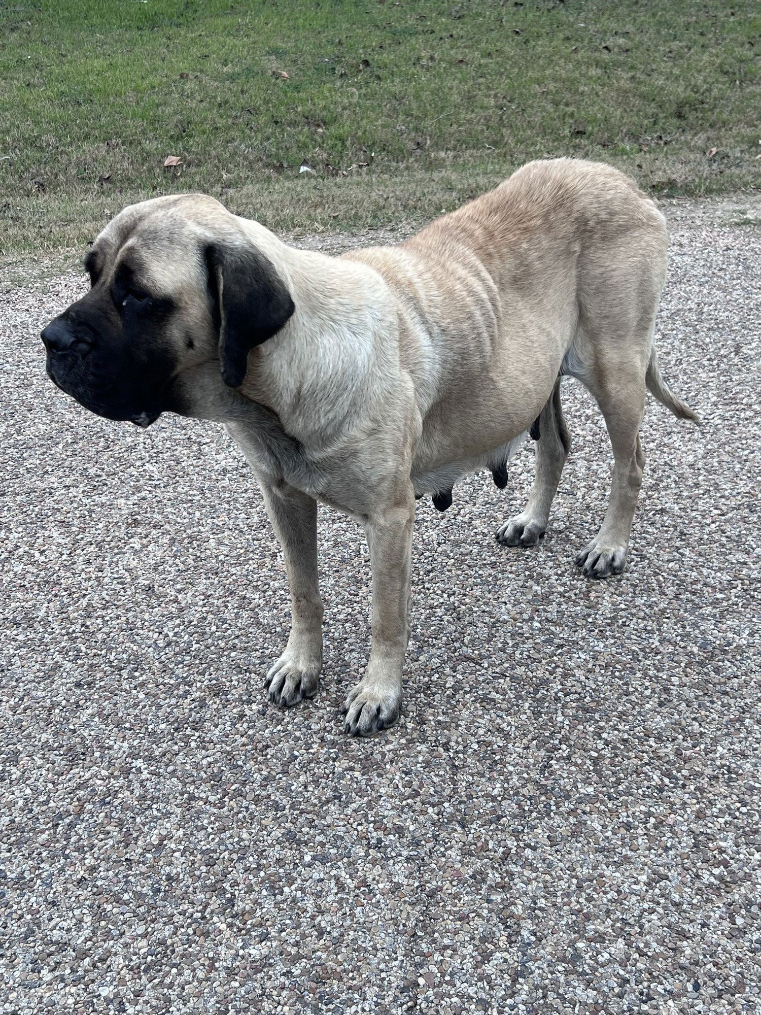 MAISY - MEDICAL HOLD - Mastiff available for adoption