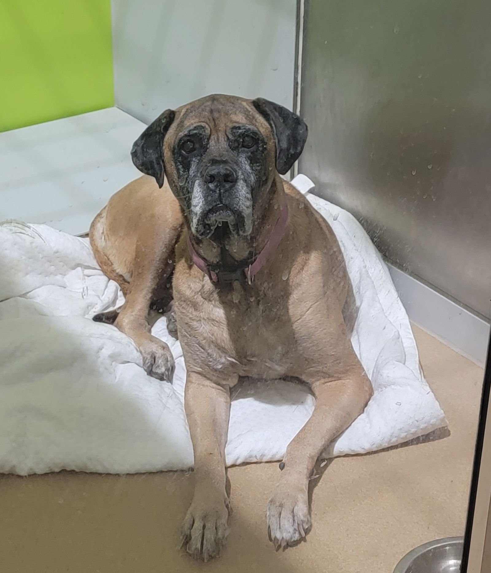 PIPER - FOR THE LOVE OF MASTIFFS - Mastiff available for adoption