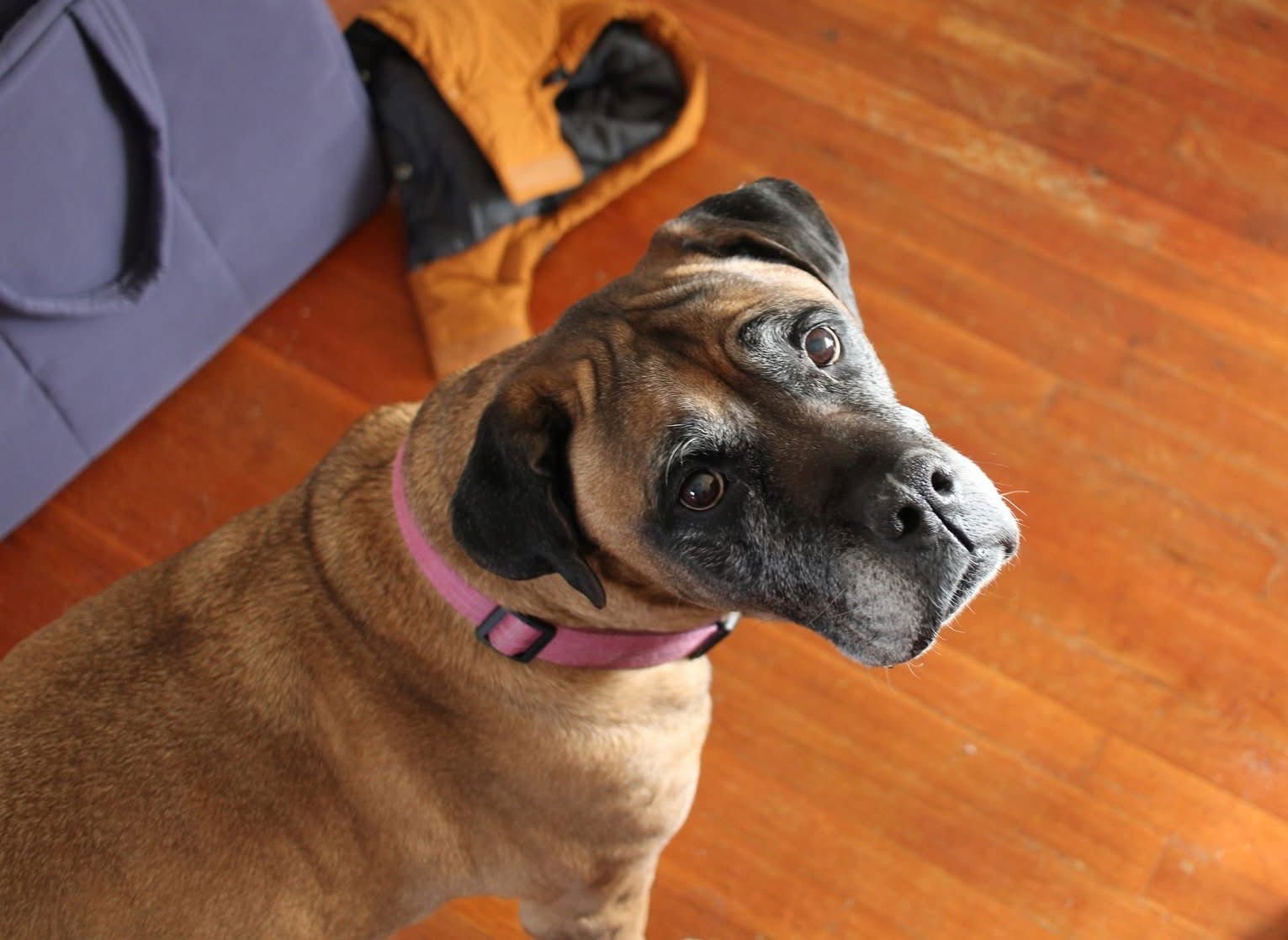 Piper - For the Love of Mastiffs - Photo 3