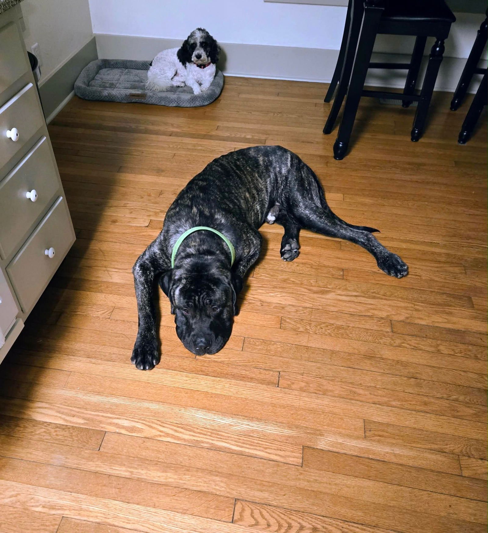 BRUNO - Mastiff available for adoption