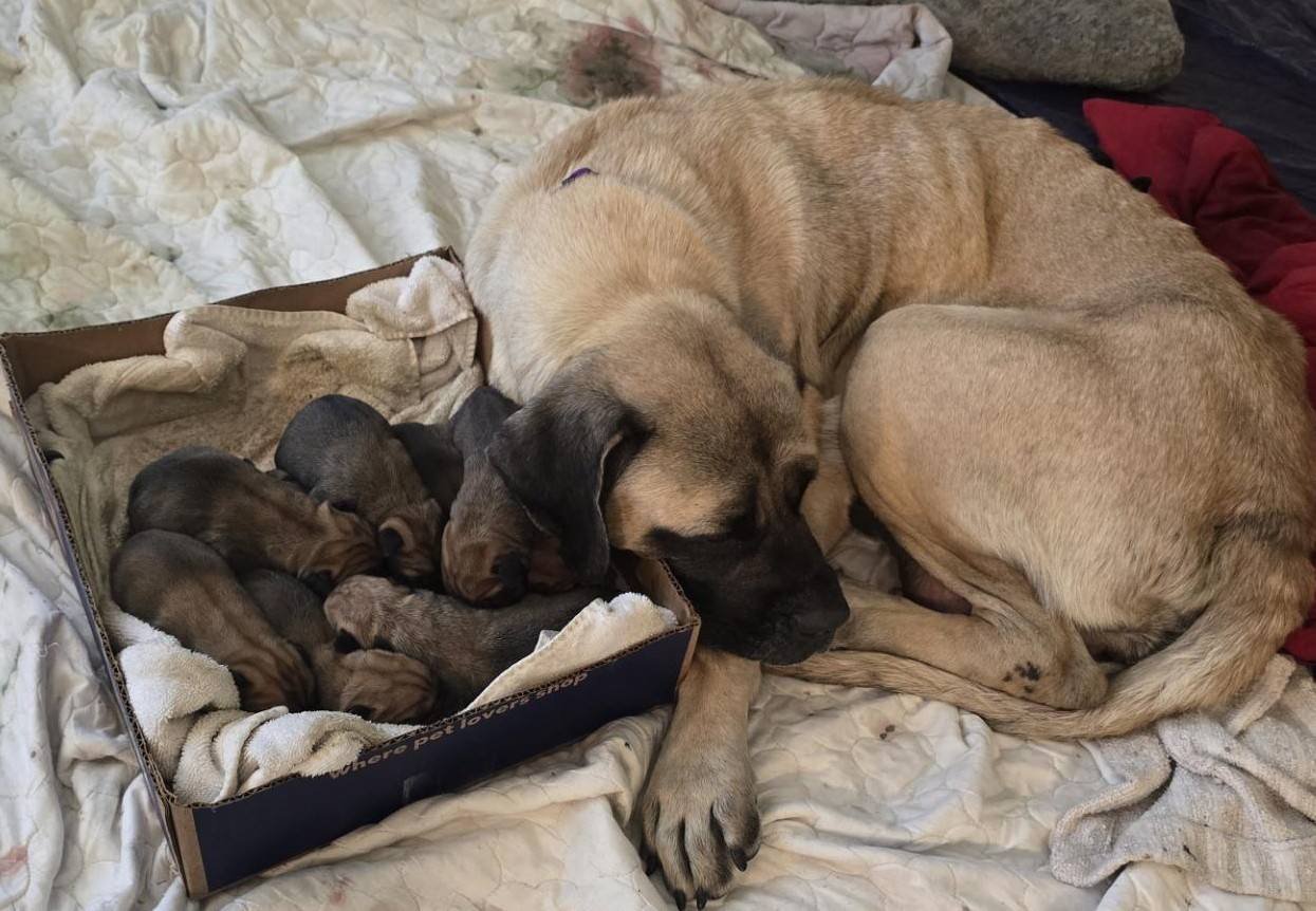 MAISY'S PUPPIES - Mastiff available for adoption