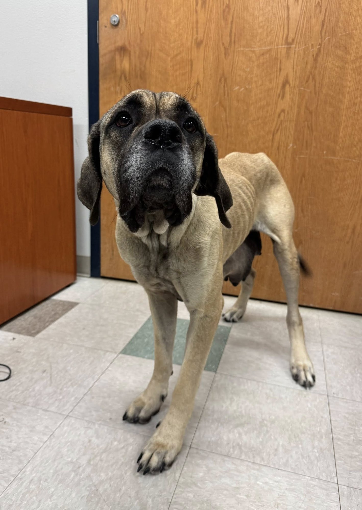 MIRABELLE - MEDICAL HOLD - Mastiff available for adoption