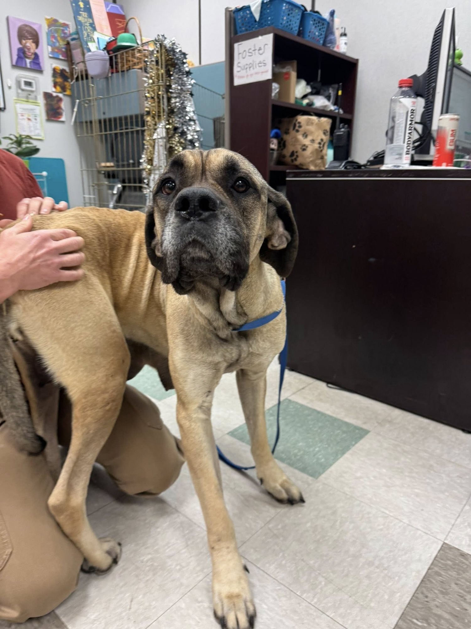 MIRABELLE - MEDICAL HOLD - Mastiff available for adoption