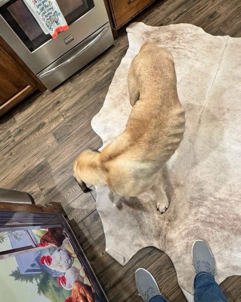 Mirabelle - Medical Hold - Photo 5