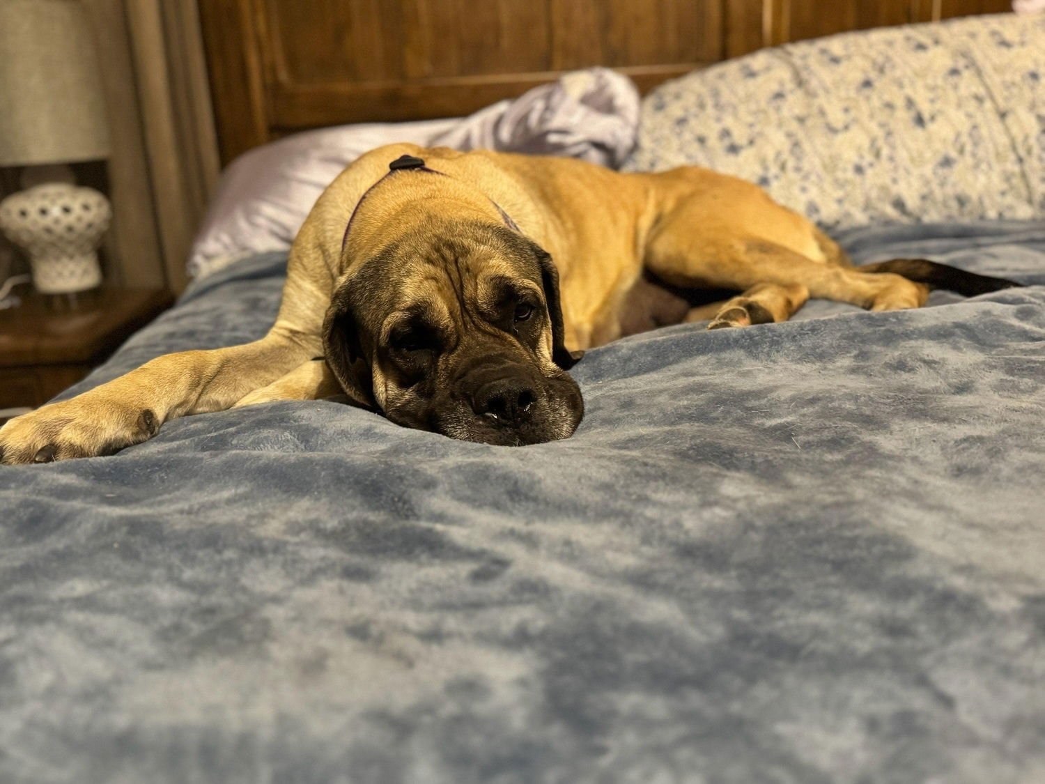 Mirabelle - Medical Hold - Photo 6