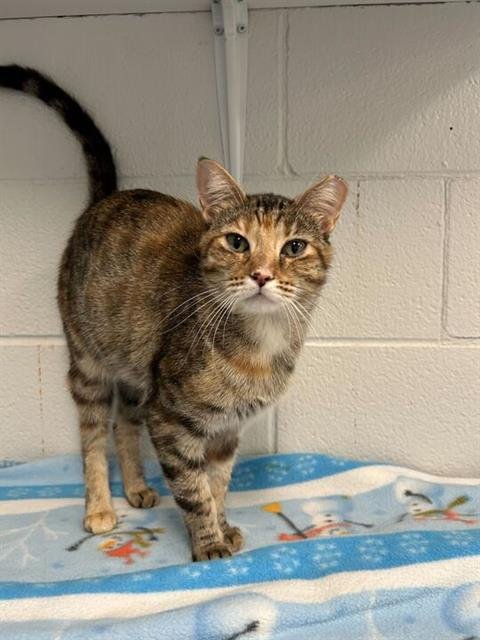 ROTHKO - Domestic Short Hair for adoption in Toledo