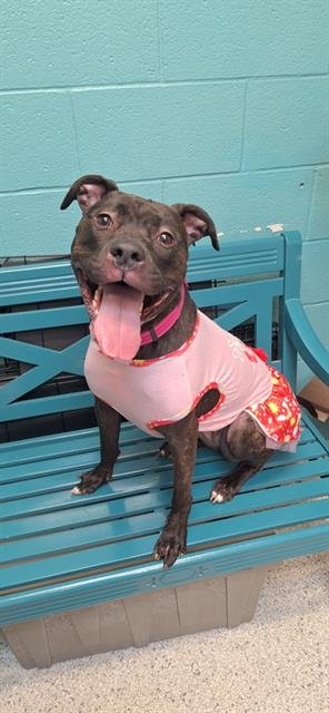 DAISY - Pit Bull Terrier for adoption in Toledo