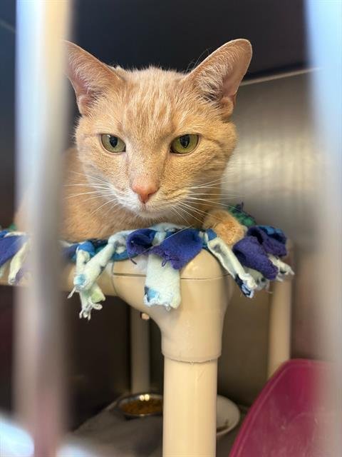 TWINKIE - Domestic Short Hair for adoption in Toledo