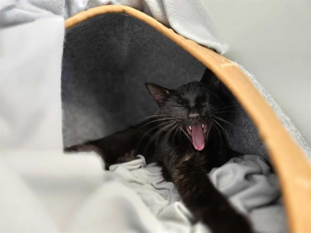 STUART SEMPLE - Domestic Short Hair available for adoption