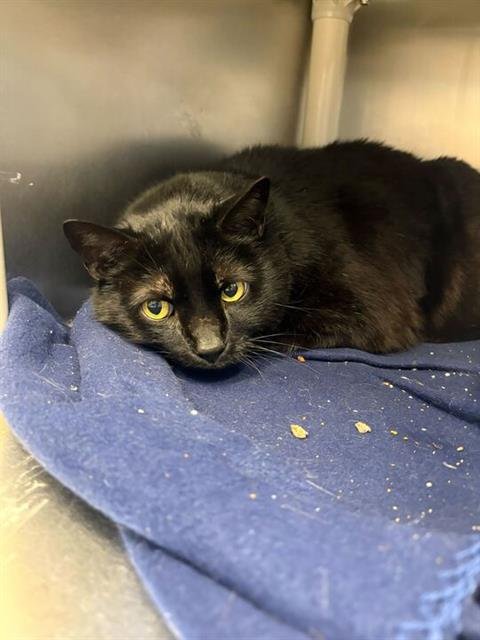 JINX - Domestic Short Hair for adoption in Toledo