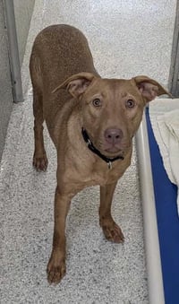 SHERA - Photo 1
