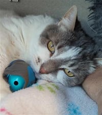 HARRIET - Photo 1