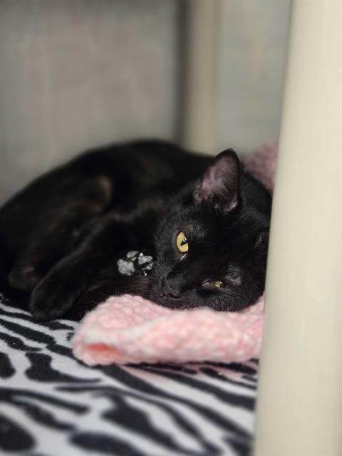VERMEER - Domestic Short Hair for adoption in Toledo