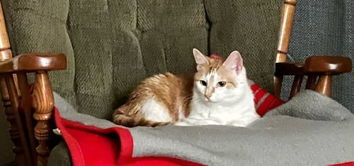 ABIGAIL ROAD - Domestic Short Hair for adoption in Toledo