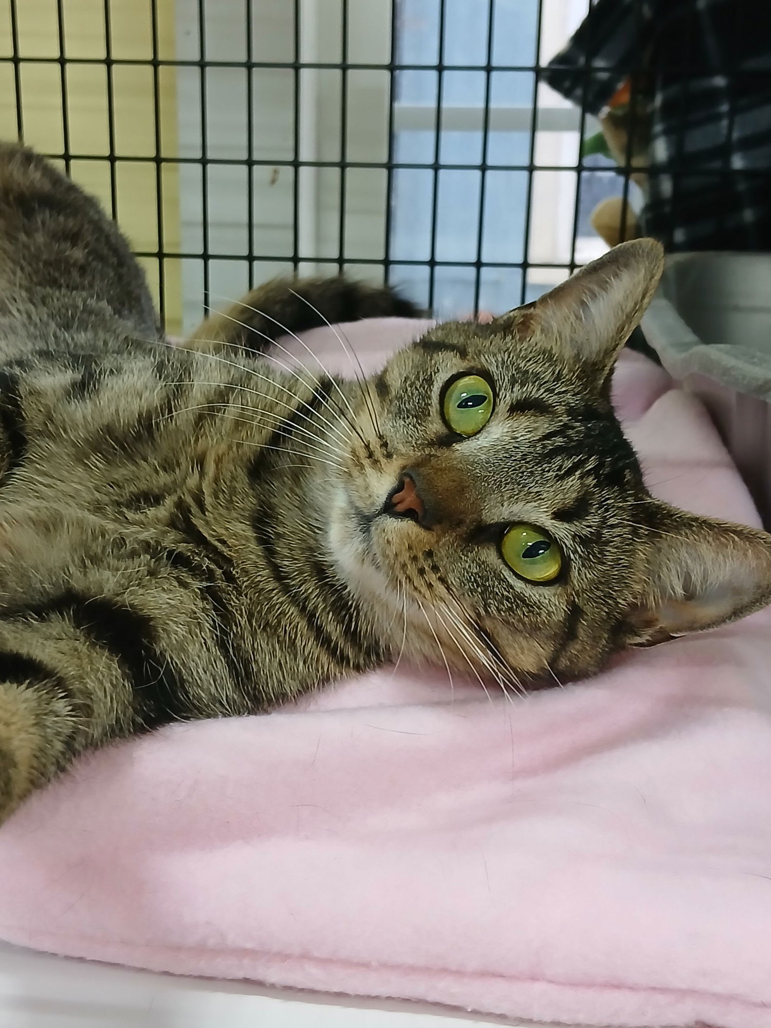 NADINE - Domestic Short Hair available for adoption