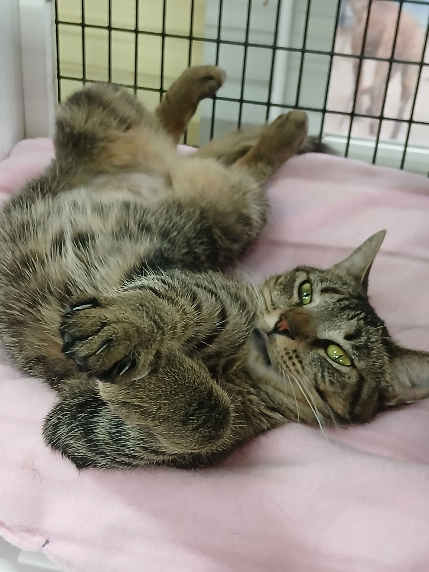 NADINE - Domestic Short Hair available for adoption