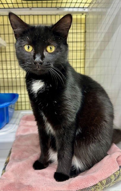 PENELOPE - Domestic Short Hair available for adoption