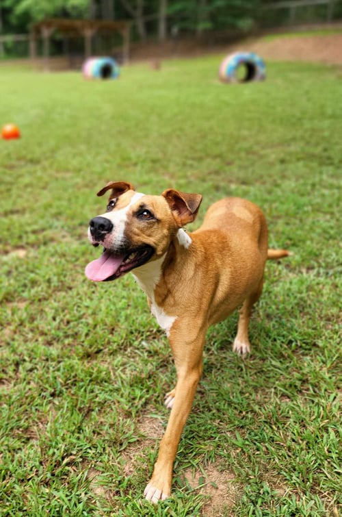 LUCKY - Black Mouth Cur / Boxer available for adoption