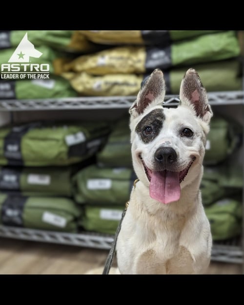 MIMI - Australian Cattle Dog/Blue Heeler for adoption in Greenville