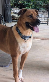 Chipper - Photo 4