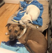 Chipper - Photo 5