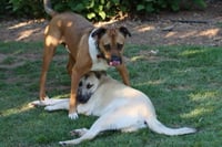 Chipper - Photo 6