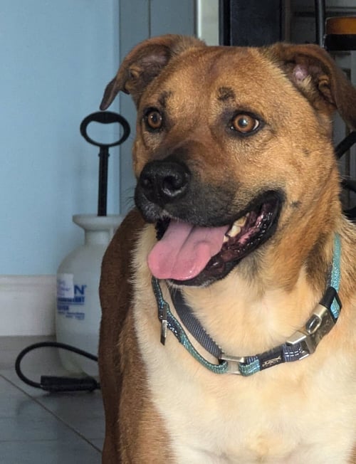 CHIPPER - Black Mouth Cur / Boxer for adoption in Greenville