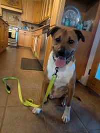 Chipper - Photo 3