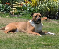 Chipper - Photo 2