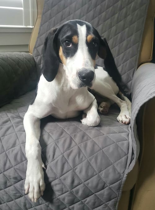 BRITTANY - Treeing Walker Coonhound for adoption in Greenville