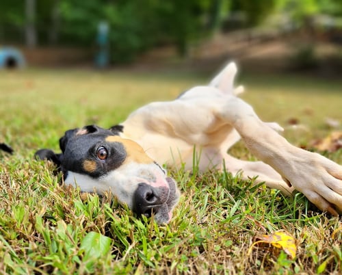 BRITTANY - Treeing Walker Coonhound available for adoption