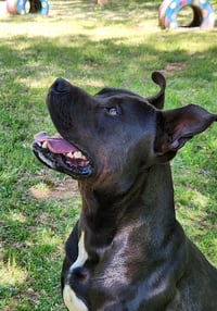 Kane - Photo 2