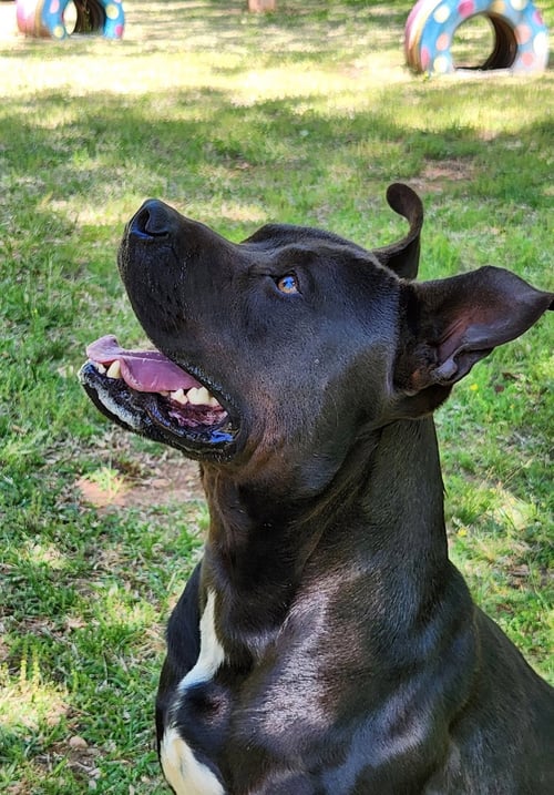 KANE - American Bulldog available for adoption