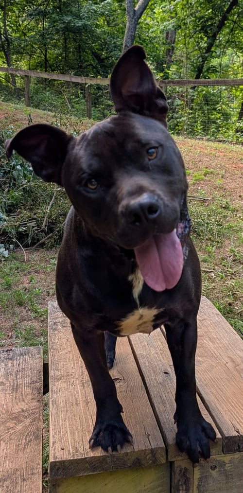 KANE - American Bulldog for adoption in Greenville