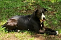 Moo Moo - Photo 3