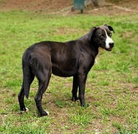 Moo Moo - Photo 4