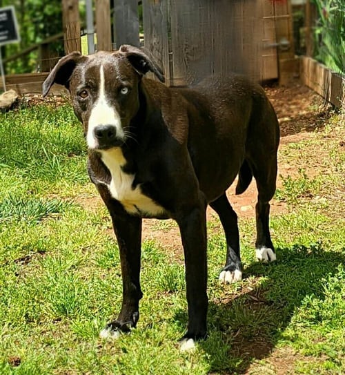 MOO MOO - Catahoula Leopard Dog / Border Collie available for adoption