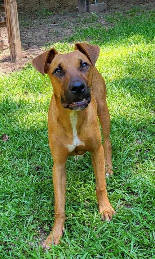 LANA - Boxer / Black Mouth Cur for adoption in Greenville