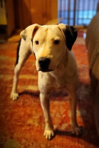 Knox - Photo 3