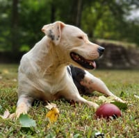 Knox - Photo 6