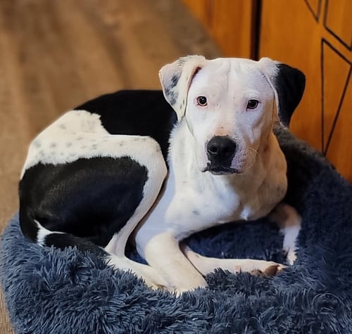 KNOX - American Pit Bull Terrier available for adoption