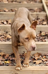 Cinder - Photo 3