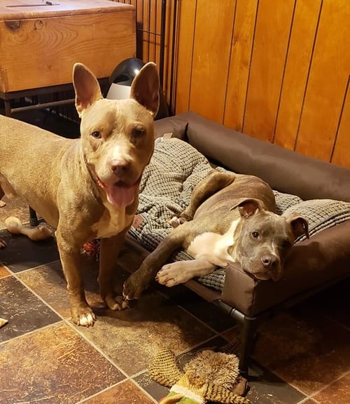CINDER - Pit Bull Terrier available for adoption