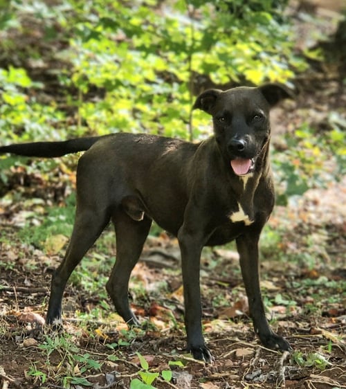 CHAMPION - Labrador Retriever for adoption in Greenville