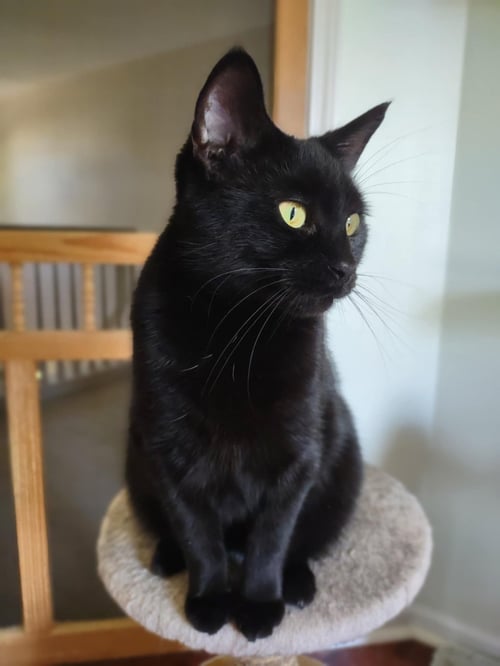 MAMA - Domestic Short Hair for adoption in Sterling Heights